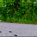 【復刻版】ローファーの下で無残な姿と化すコオロギ！