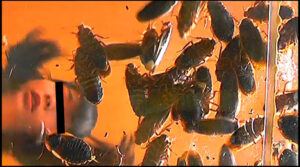 帰ってきた瀬川みおり様が巨大ゴキブリを踏みにじる！